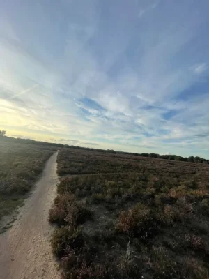 Dirty Felua 003.webp