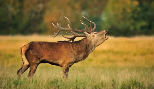 Wake up the wild.webp